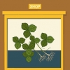 Plant aarbeie