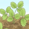 Snoei aarbeiplante