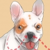 Ademhalingsprobleme by 'n franse buldog diagnosticeren