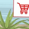 Kweek en gebruik aloe vera vir medisinale doeleindes