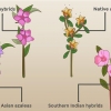 Plant azaleas