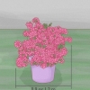 Snoei azaleas
