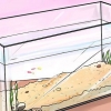 Babyguppy's help groeien