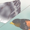 Babyvogels identifiseer