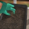 Voortplanting van bamboes