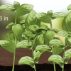 Basilicum oogsten