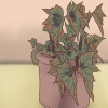 Groeiende begonias