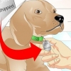 Bepalen of 'n hond 'n chip het