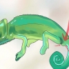 Bepalen van 'n kameleon mannelijk of vroulik is