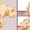 Bepalen of 'n kat rabiës het