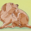 Bepalen of je hond vlooien het