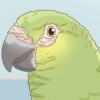 Bepalen of je vogel mijten het