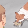 Besluiten of je je kat moet laat inslapen