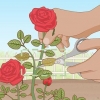 Verwyder plantluise op rose op 'n organiese manier