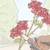 Voortplanting van bougainvillea