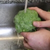 Broccoli snyden