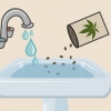 Plant cannabis sade binnenshuis