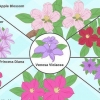 Kweek clematis