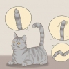 Communiceren met je kat