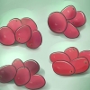Kweek cranberries