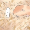 Die gebroken poot van je hamster behandel