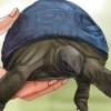 Die ouderdom van 'n schildpad bepaal
