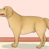 Die lengte van 'n hond meten