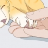 Die nagels van je kat knippen