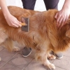 Die vacht van 'n golden retriever versorgen