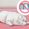 Diarree by 'n hond behandel