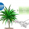 Snoei dracaena