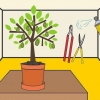Snoei 'n avokadoboom in 'n pot