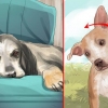 Een beroerte by honde behandel