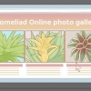Versorging van 'n bromelia