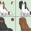 Een cavalier king charles spaniel uitkiezen