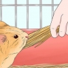 Een cavia uitvoer
