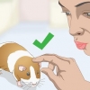 Een cavia wassen