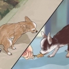 'N chihuahua maak 'n mens