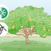Snoei 'n suurlemoenboom