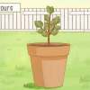 Versorging van 'n suurlemoenboom