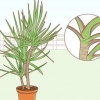 Die versorging van 'n dracaena