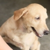 Een droge huid by honde verzachten