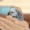 Een egel tam maak