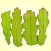 Kweek 'n epiphyllum cactus