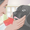Een gebroken tand by 'n hond behandel