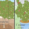 Plant 'n granaatboom
