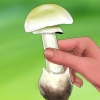 Herken 'n groen knolmaniet
