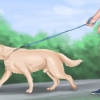 Een groot speelse hond kalmeren