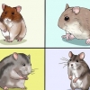 Een hamster kies
