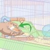 Een hamster trucjes leer